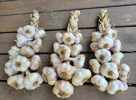 Inchelium Red – Mild & Long Storage