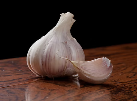 Music – Reliable All-Around Garlic